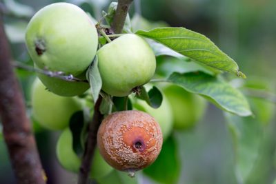 Agrochemicals | Hextar Group of Companies