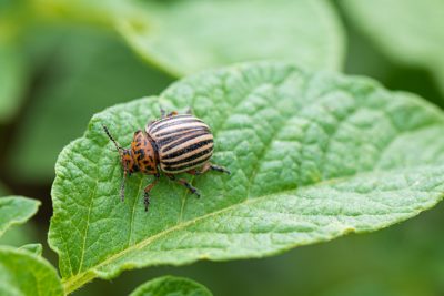 Agrochemicals | Hextar Group of Companies